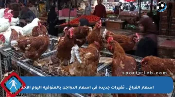 أسعار الفراخ.. تغيرات جديدة في أسعار الدواجن بالمنوفية اليوم الأحد